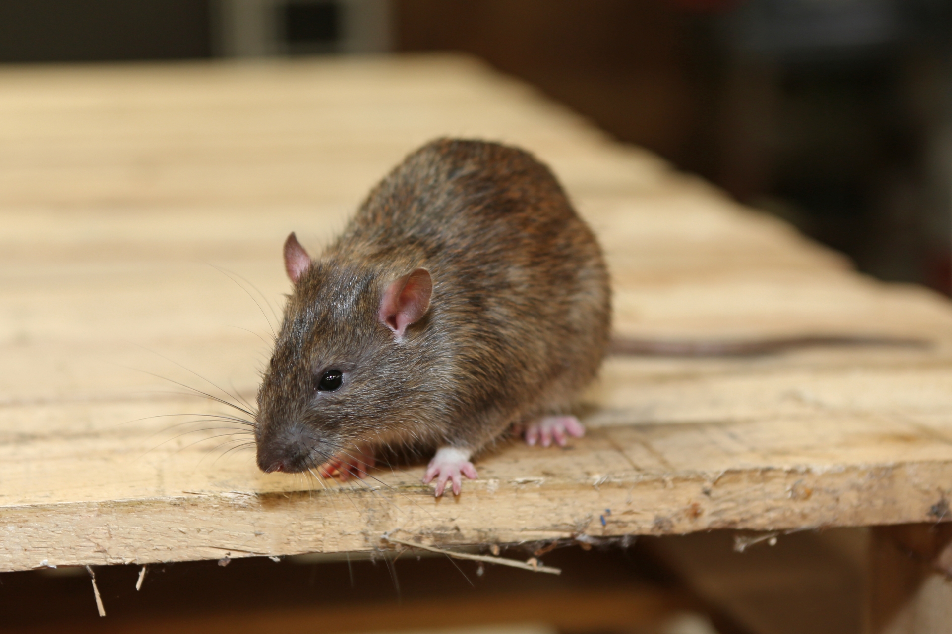 Rat extermination, Pest Control in Wealdstone, Harrow Weald, HA3. Call Now 020 8166 9746