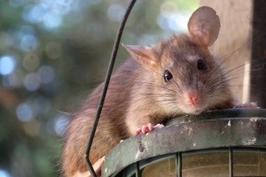 Rat Infestation, Pest Control in Wealdstone, Harrow Weald, HA3. Call Now 020 8166 9746