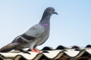 Pigeon Control, Pest Control in Wealdstone, Harrow Weald, HA3. Call Now 020 8166 9746