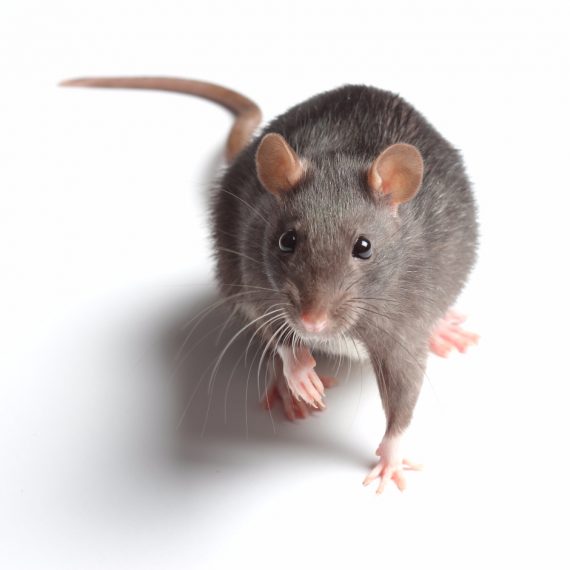 Rats, Pest Control in Wealdstone, Harrow Weald, HA3. Call Now! 020 8166 9746