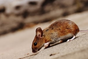 Mice Exterminator, Pest Control in Wealdstone, Harrow Weald, HA3. Call Now 020 8166 9746