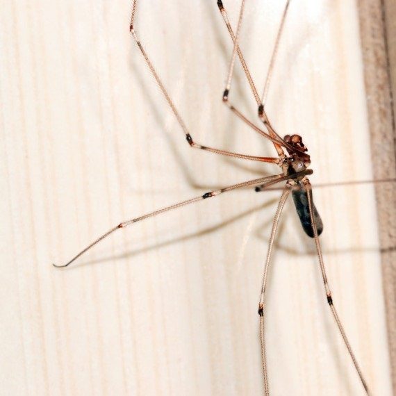 Spiders, Pest Control in Wealdstone, Harrow Weald, HA3. Call Now! 020 8166 9746