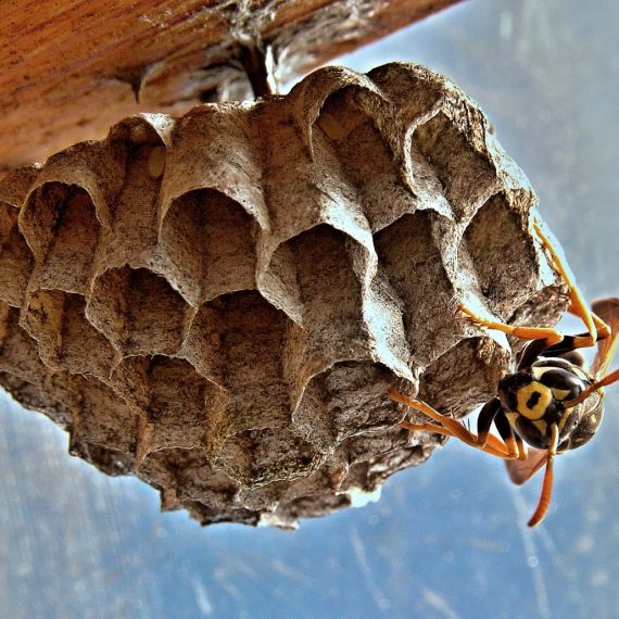 Wasps Nest, Pest Control in Wealdstone, Harrow Weald, HA3. Call Now! 020 8166 9746